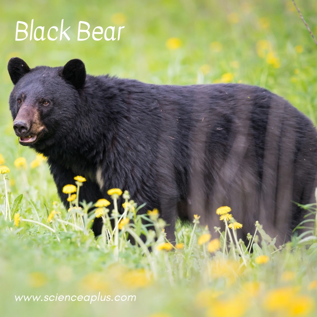 9. Black Bear: – 38 animals that start with the letter "B"
