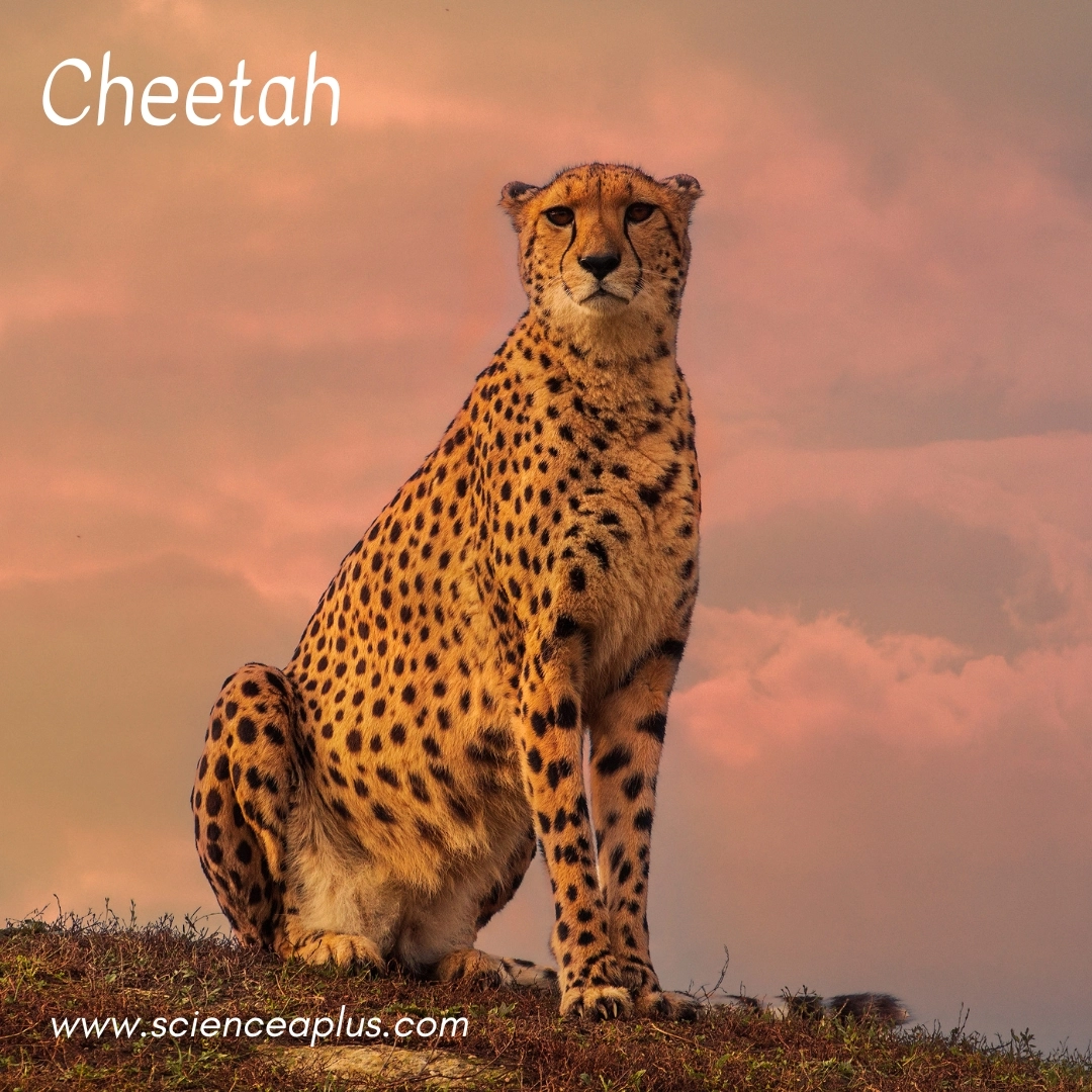 Cheetah: – 34 animals that start with the letter "C"