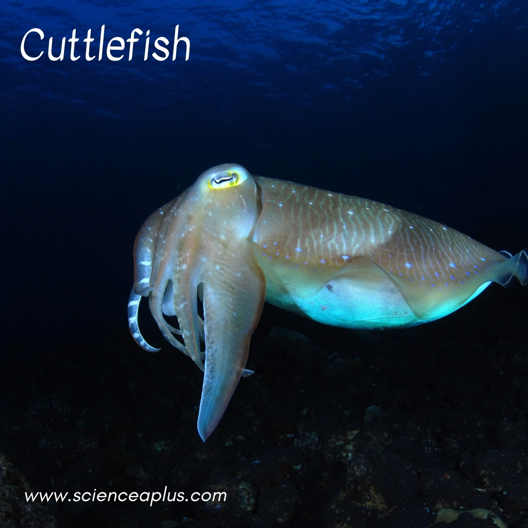 10. Cuttlefish: – 34 animals that start with the letter "C"