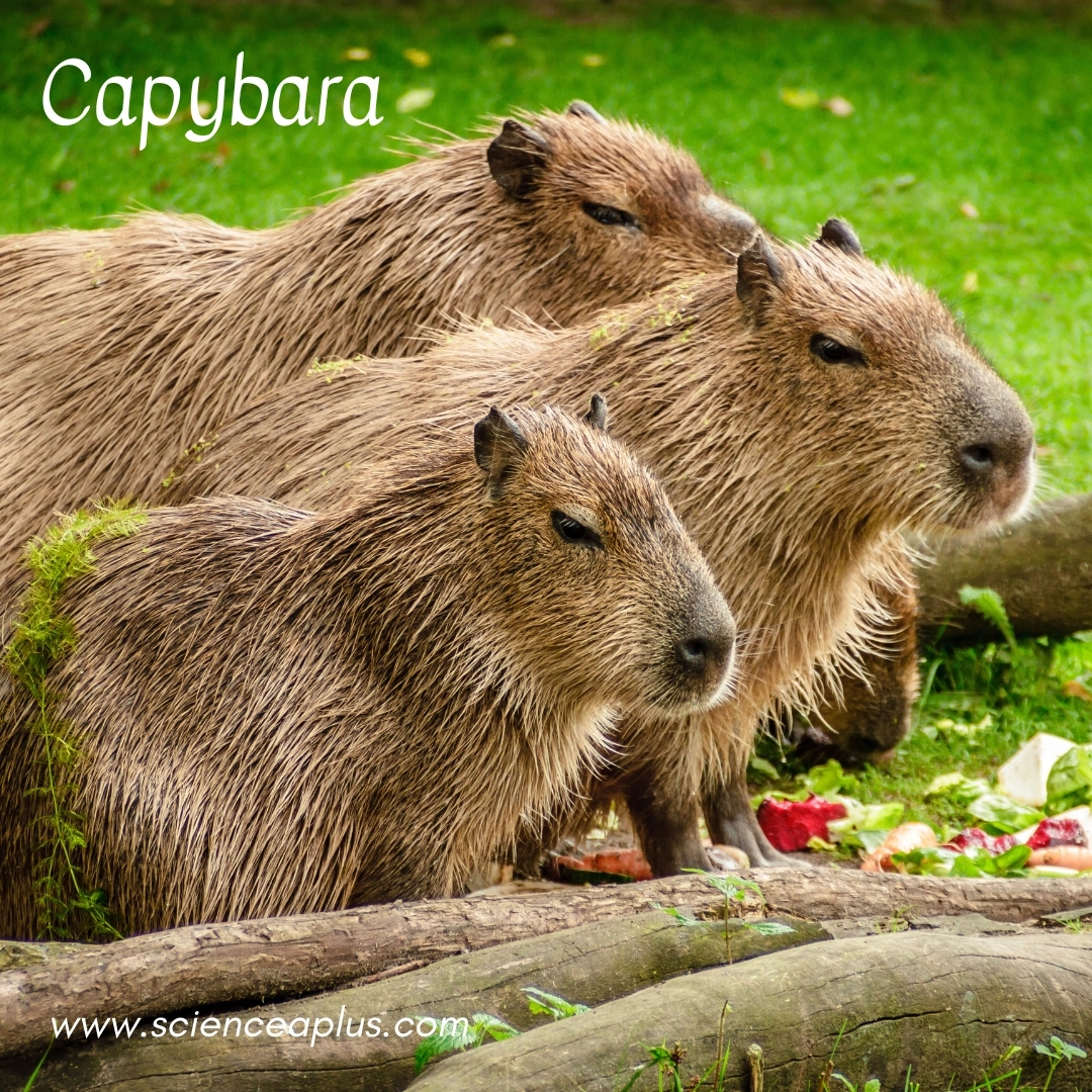11. Capybara: – 34 animals that start with the letter "C"