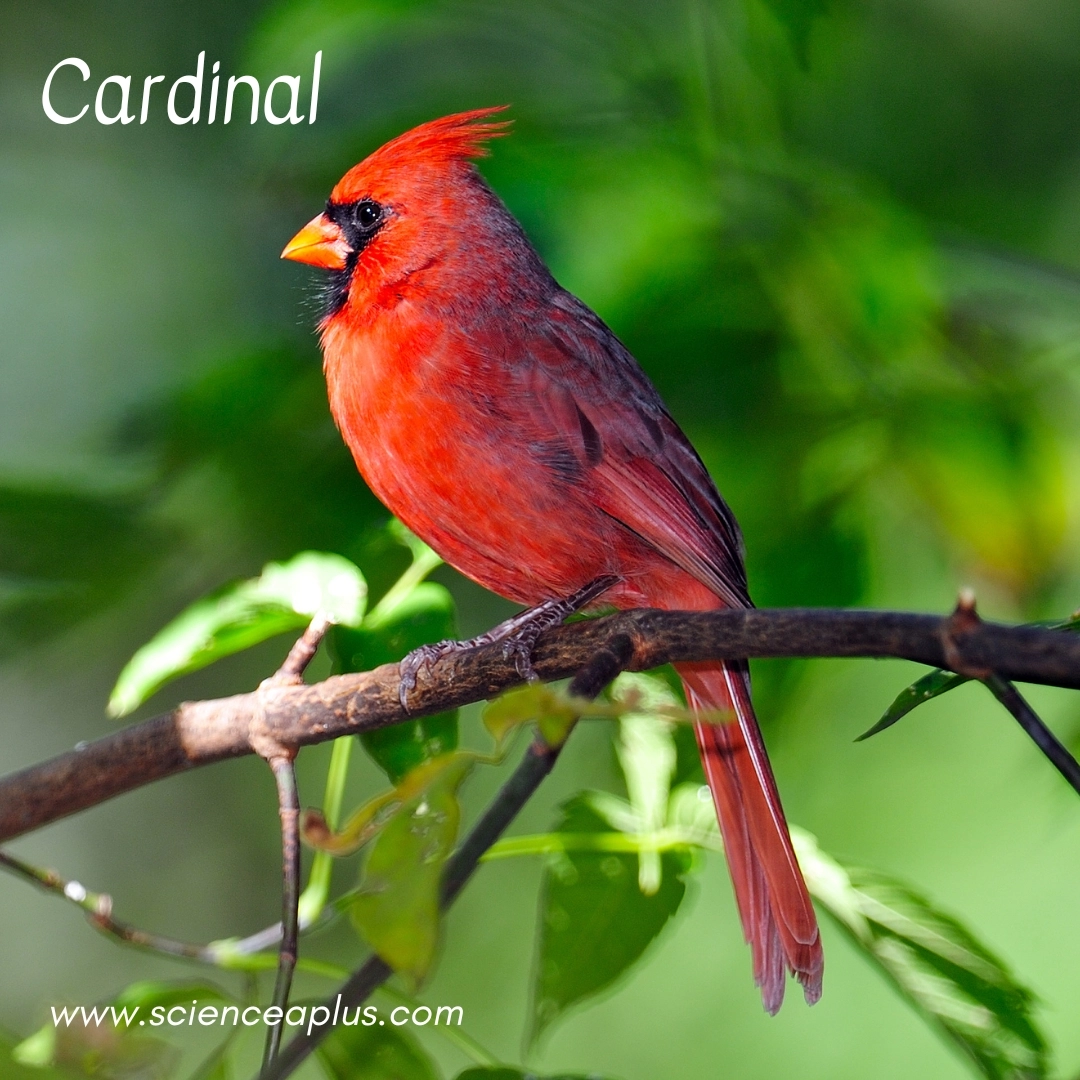 12. Cardinal: – 34 animals that start with the letter "C"