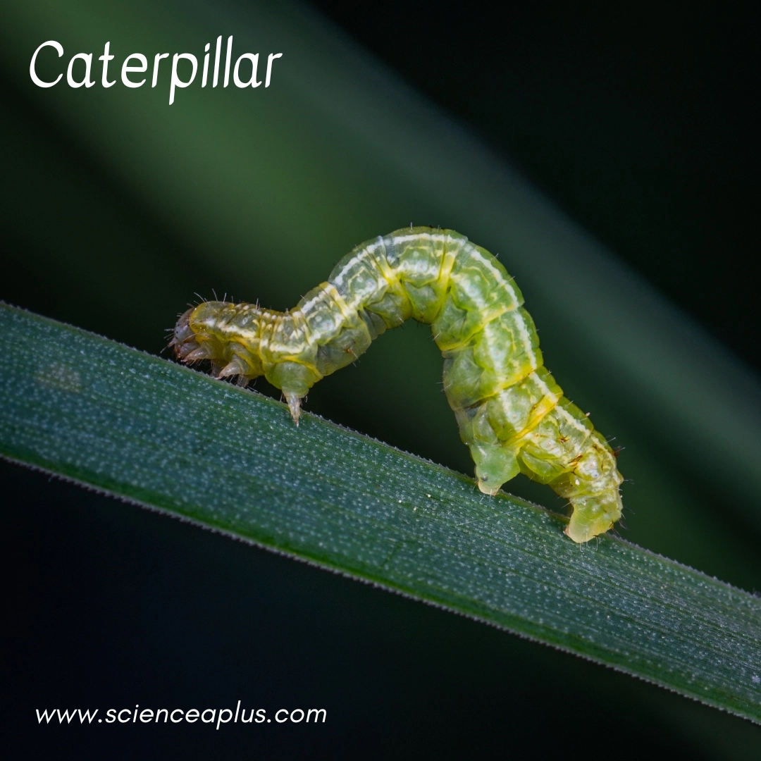13. Caterpillar: – 34 animals that start with the letter "C"
