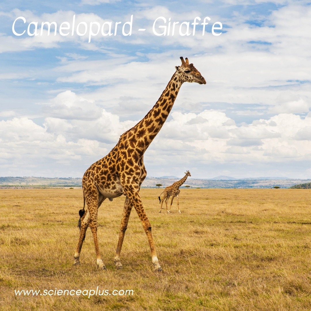 14. Camelopard: – 34 animals that start with the letter "C"
