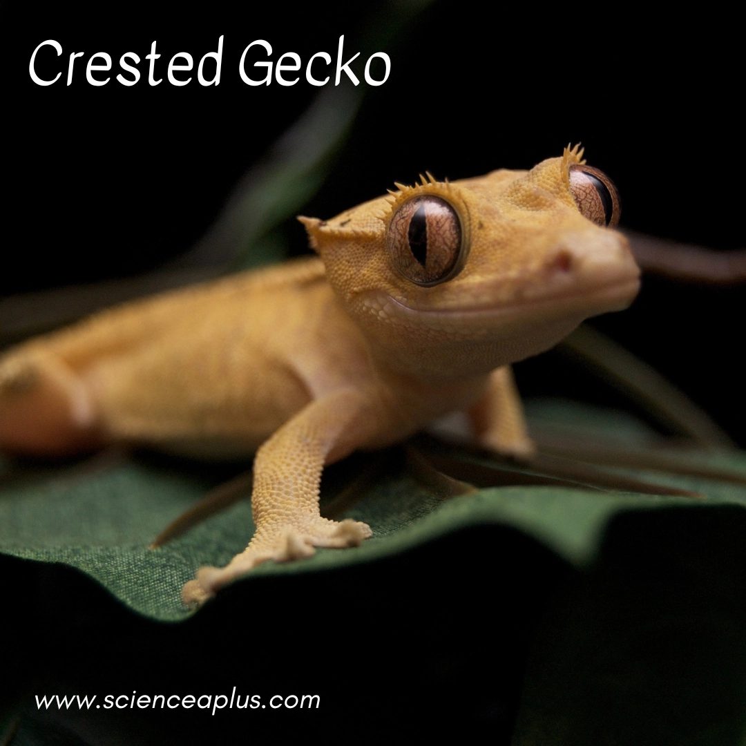 15. Crested Gecko: – 34 animals that start with the letter "C"
