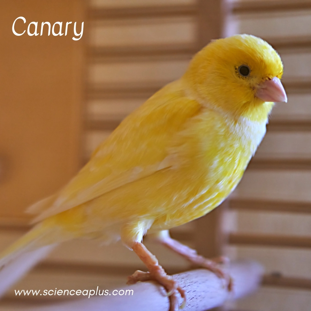 16. Canary: – 34 animals that start with the letter "C"