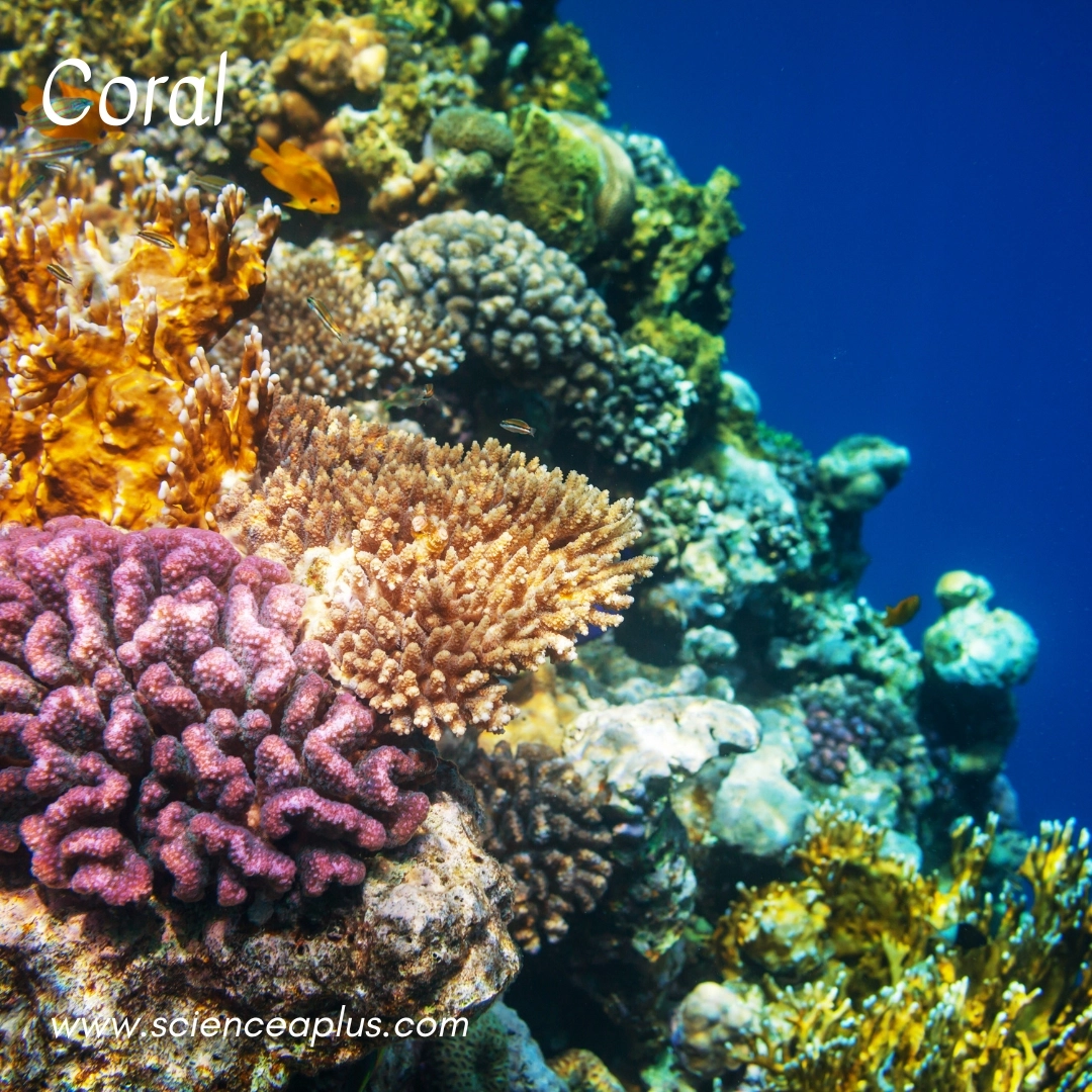 17. Coral: – 34 animals that start with the letter "C"