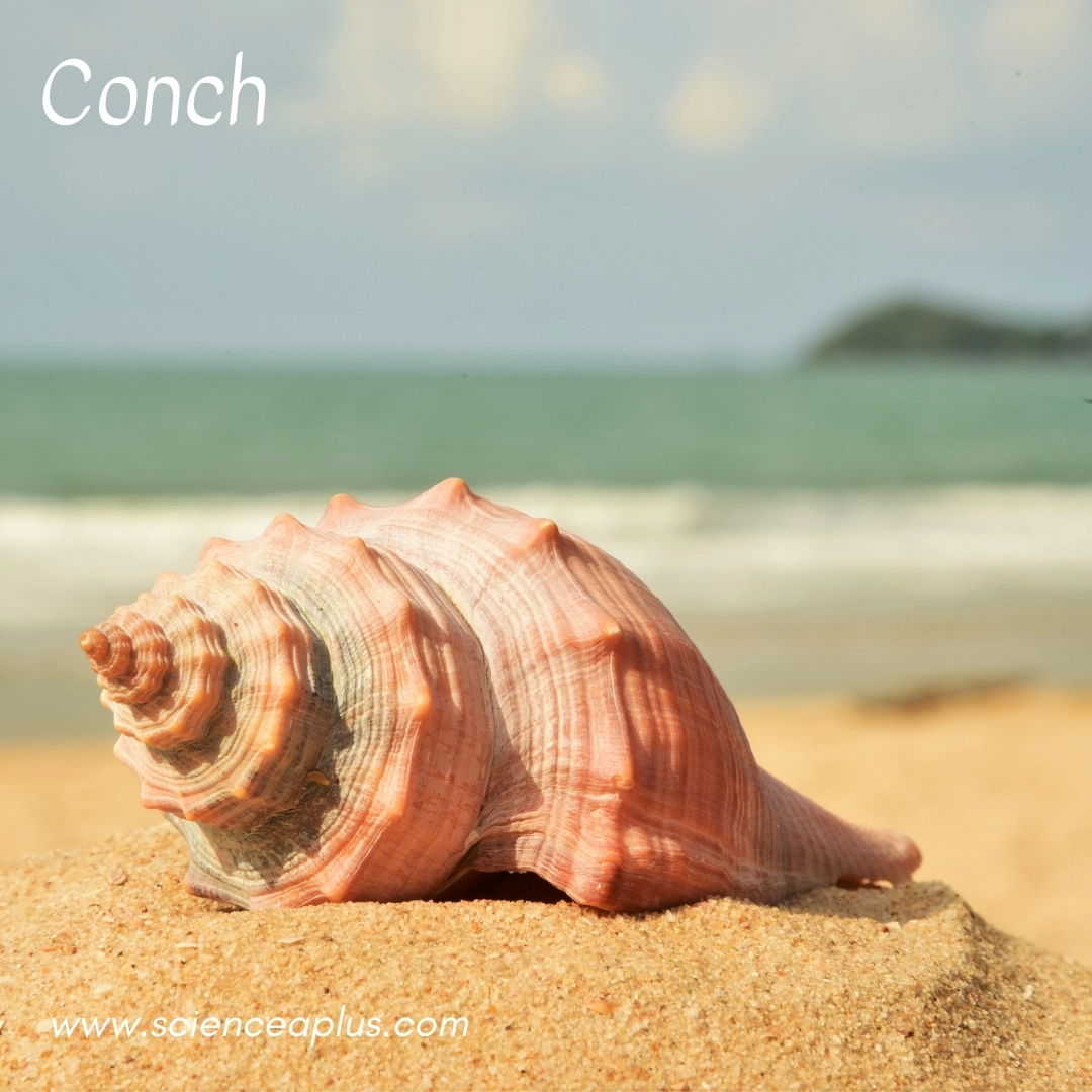 18. Conch: – 34 animals that start with the letter "C"