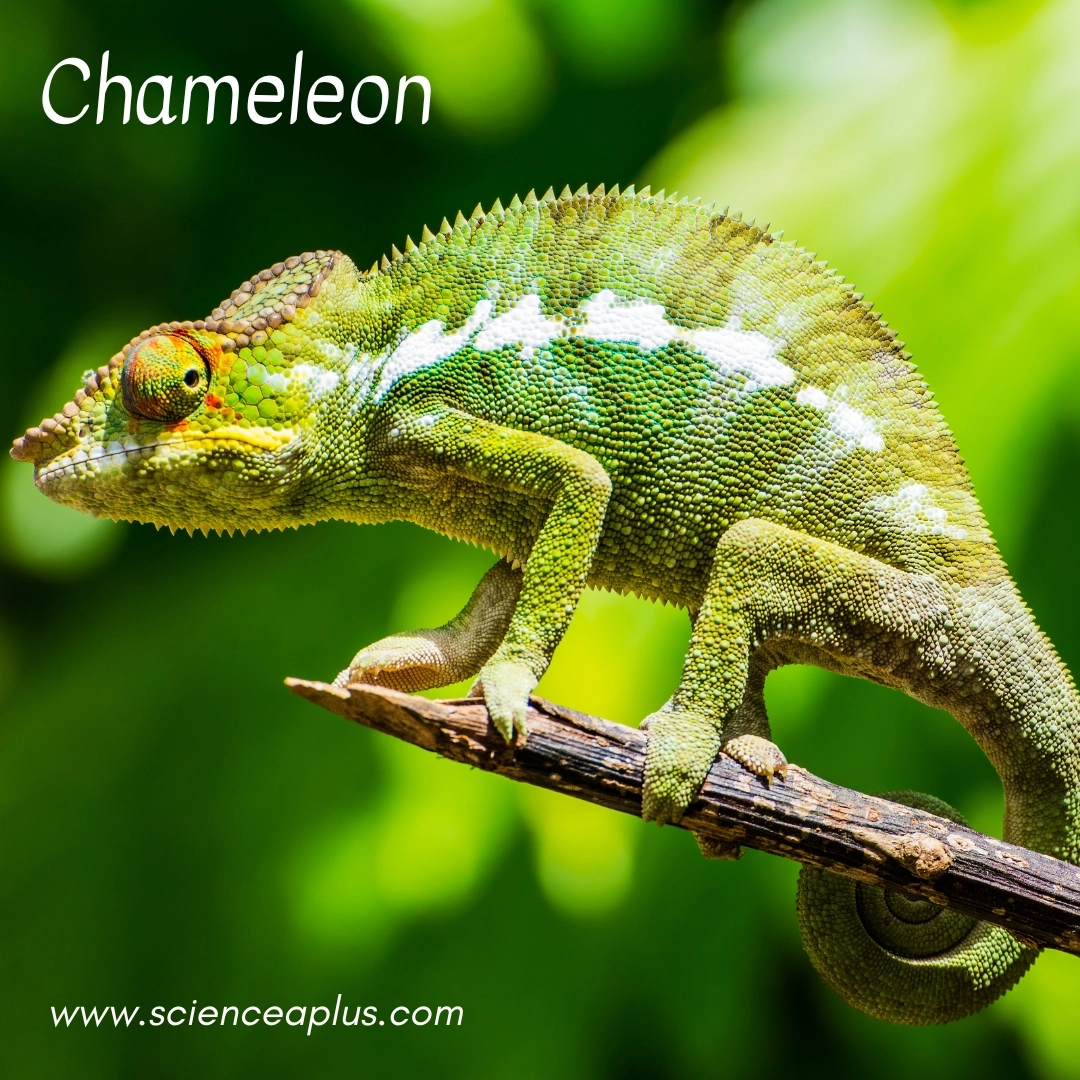 19. Chameleon: – 34 animals that start with the letter "C"