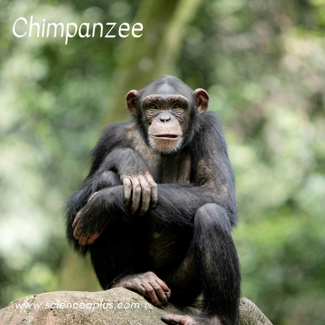 2. Chimpanzee: – 34 animals that start with the letter "C"