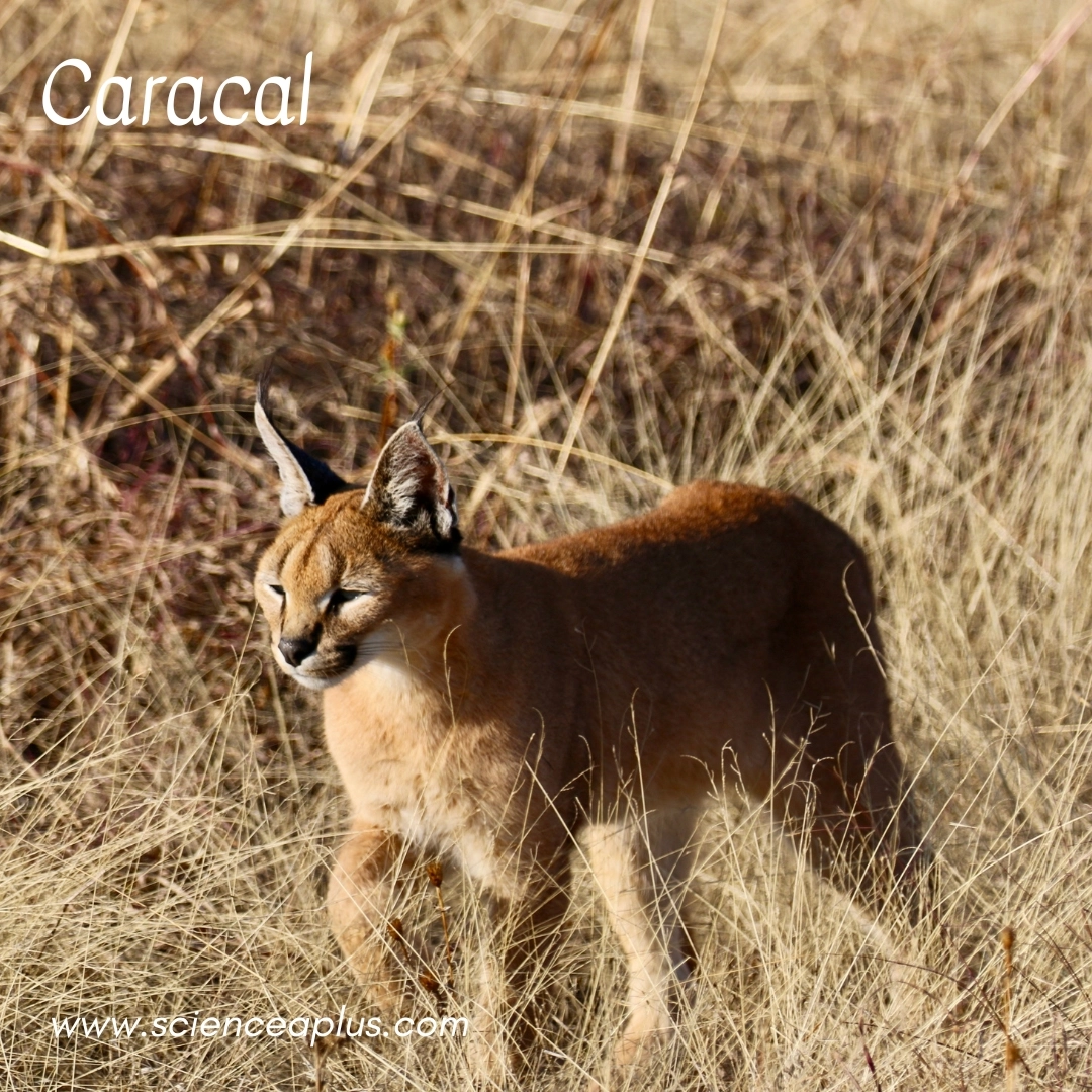 20. Caracal: – 34 animals that start with the letter "C"
