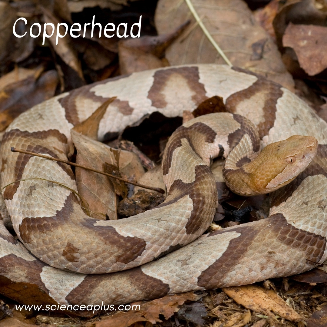 21. Copperhead: – 34 animals that start with the letter "C"