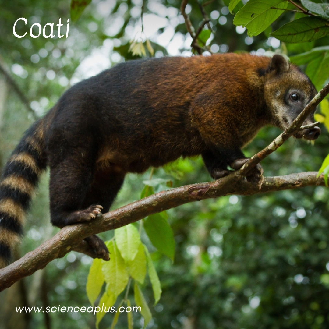 22. Coati: – 34 animals that start with the letter "C"