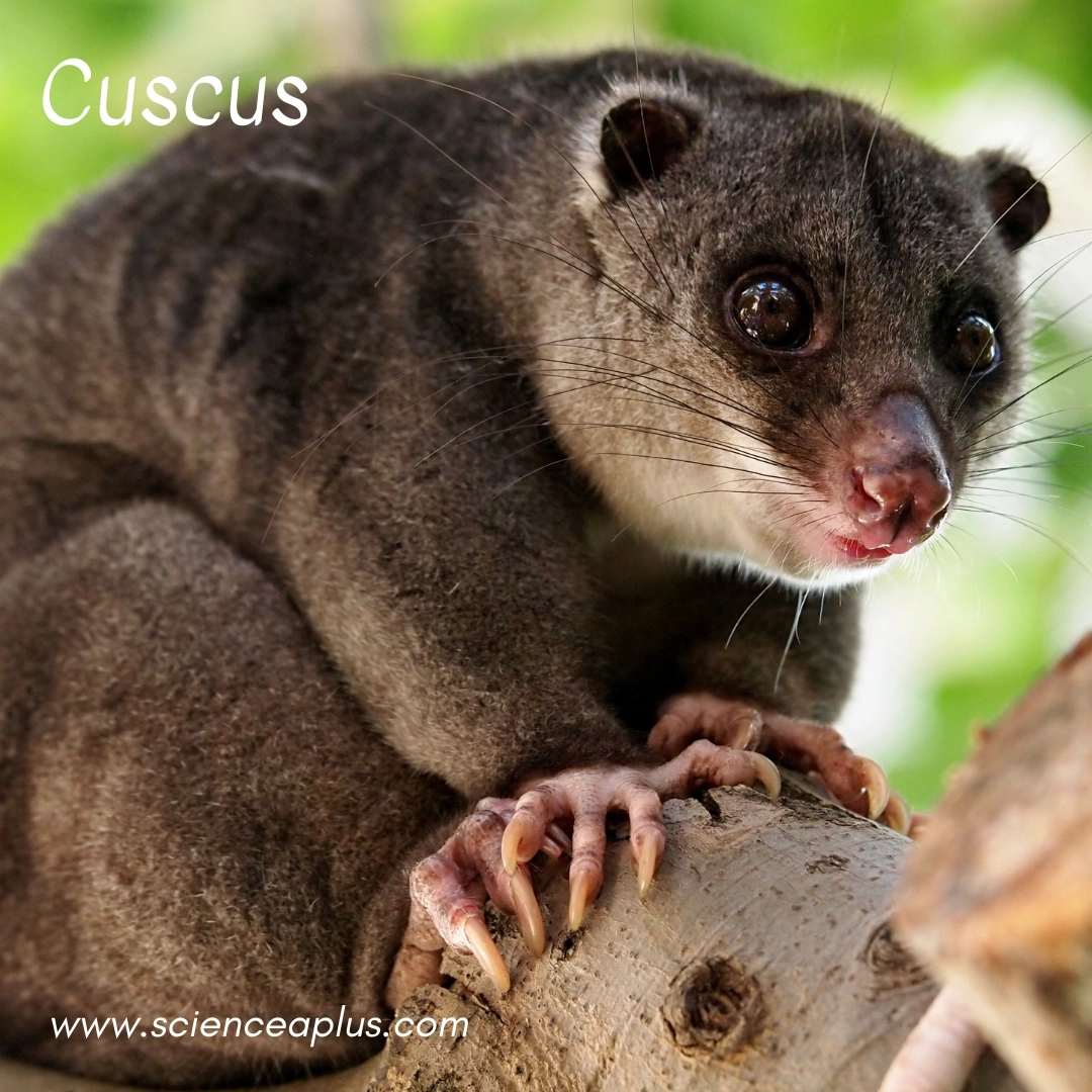 23. Cuscus: – 34 animals that start with the letter "C"