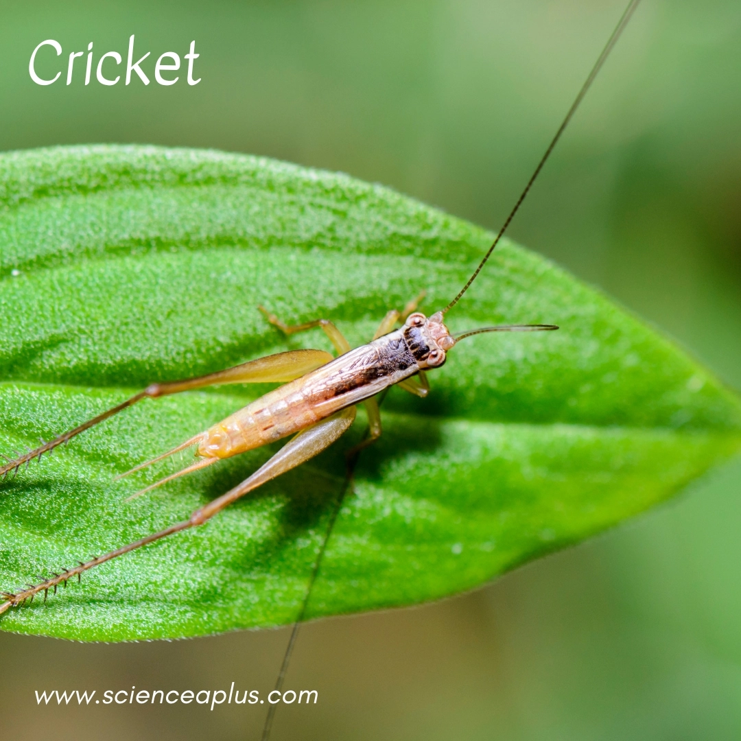 24. Cricket: – 34 animals that start with the letter "C"