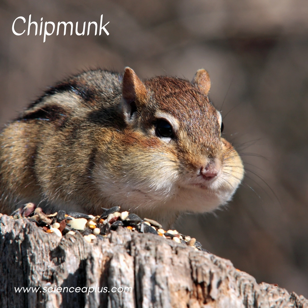 25. Chipmunk: – 34 animals that start with the letter "C"