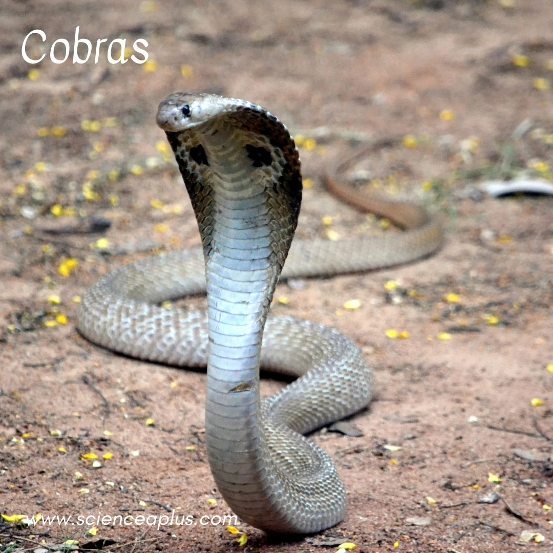 34 animals that start with the letter "C"