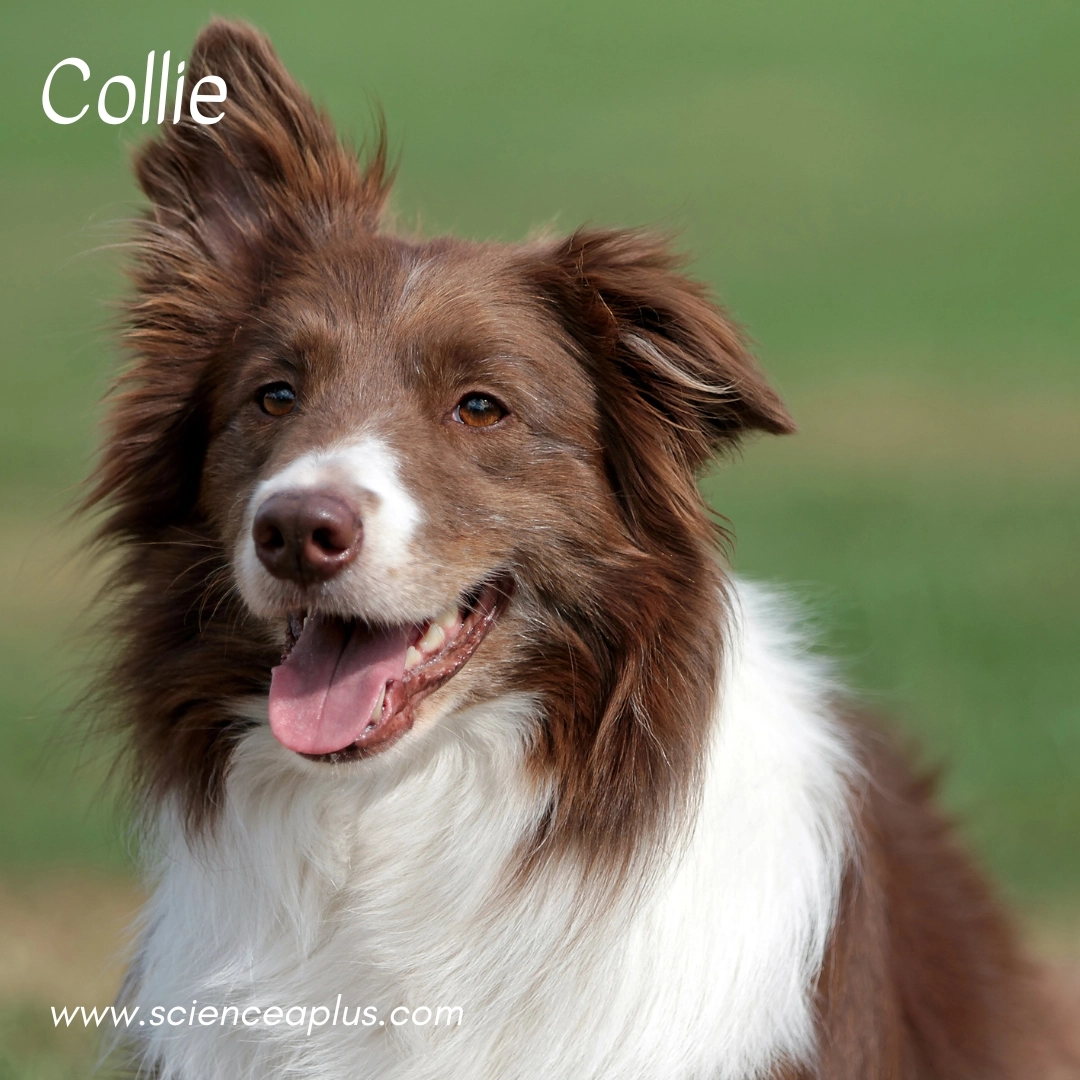27. Collie: – 34 animals that start with the letter "C"