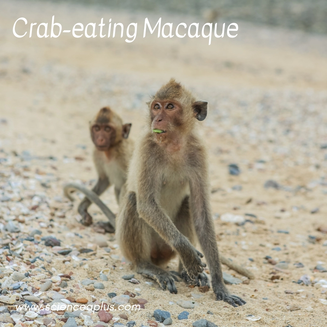 28. Crab-eating Macaque: – 34 animals that start with the letter "C"