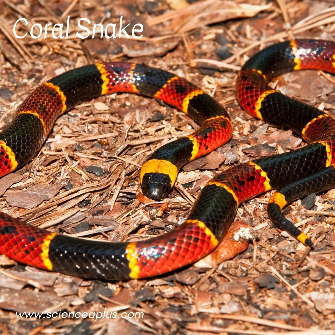 29. Coral Snake: – 34 animals that start with the letter "C"