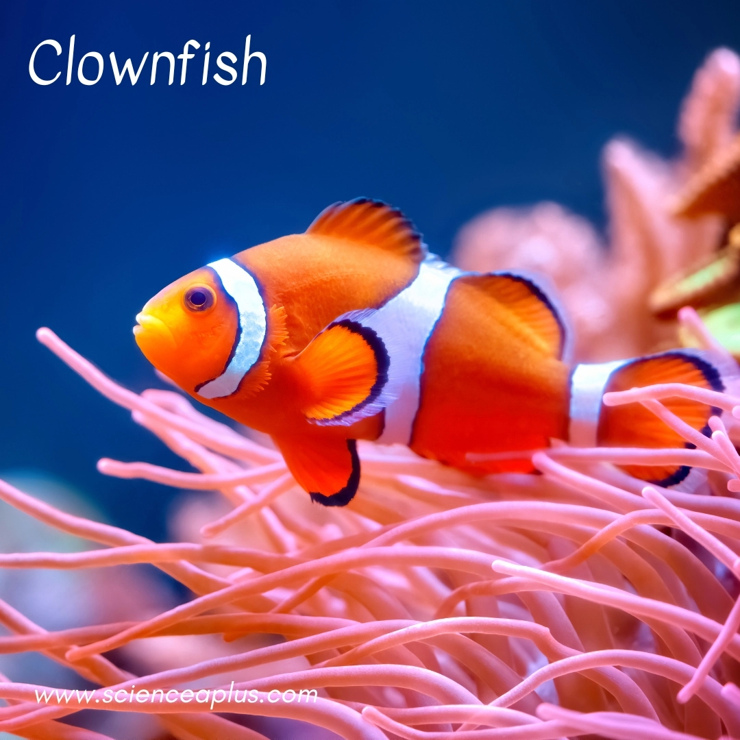 3. Clownfish: – 34 animals that start with the letter "C"