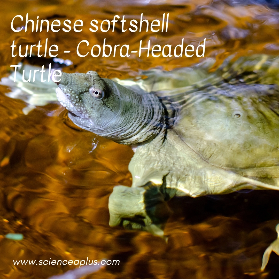 30. Cobra-Headed Turtle: – 34 animals that start with the letter "C"