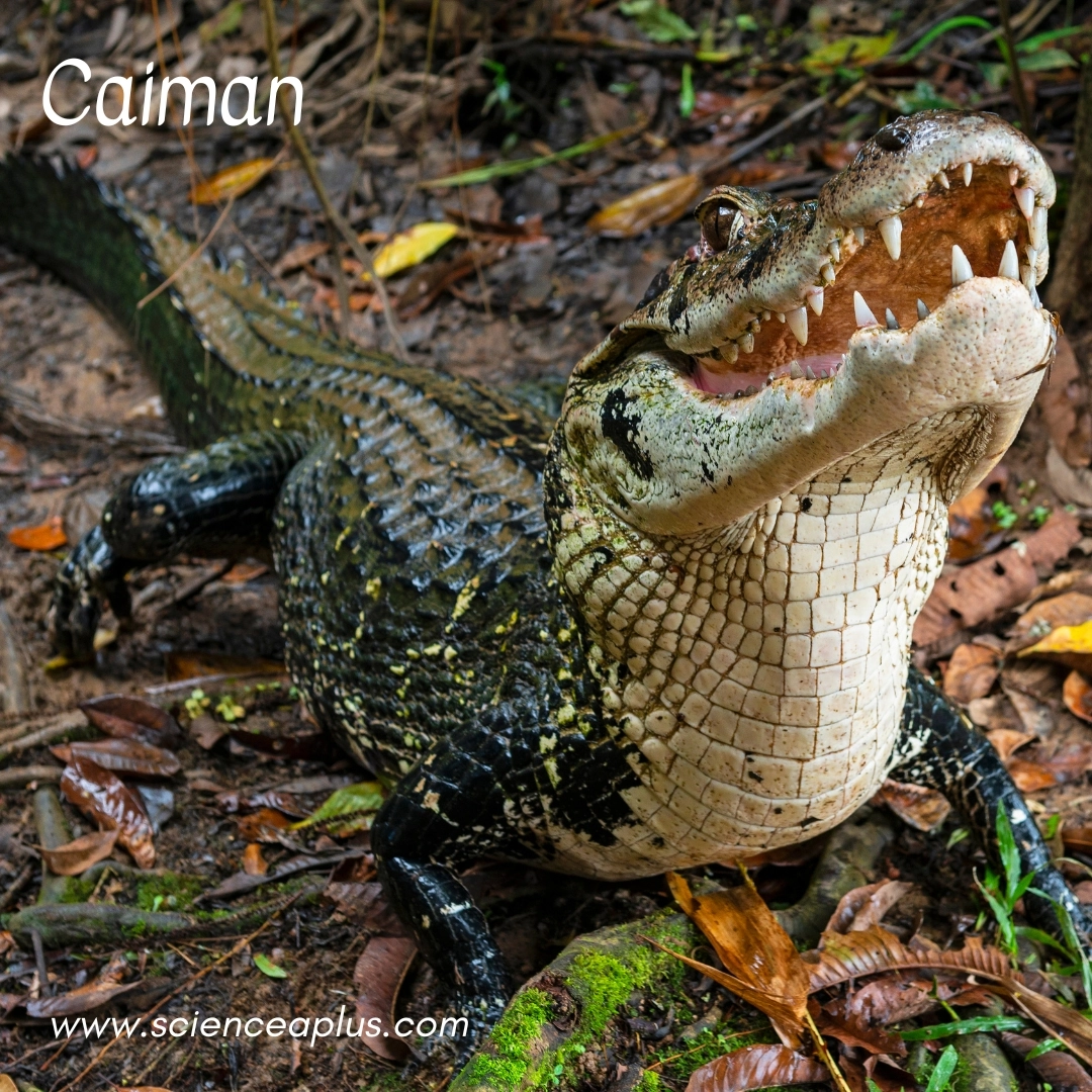 31. Caiman: – 34 animals that start with the letter "C"