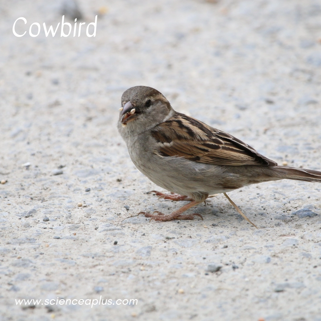 32. Cowbird: – 34 animals that start with the letter "C"
