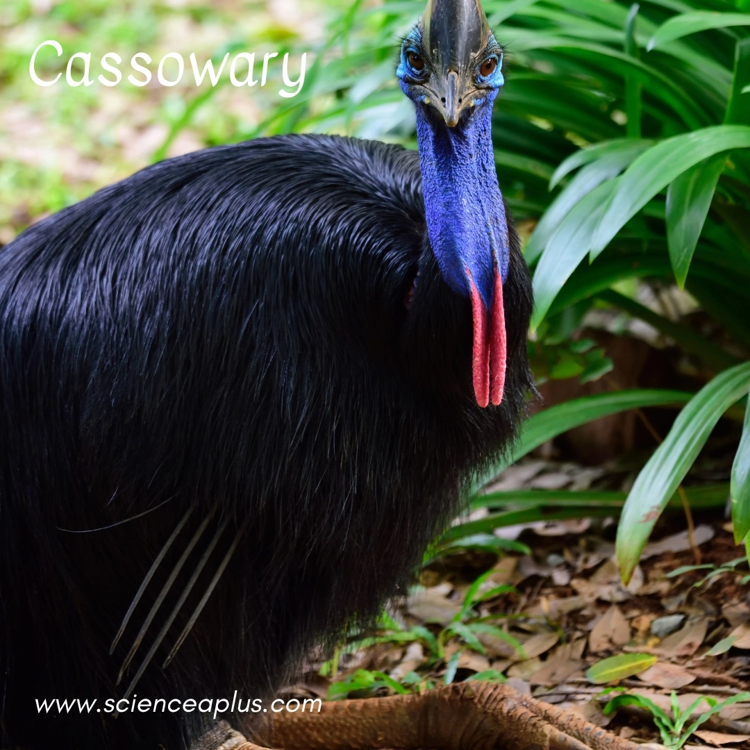 33. Cassowary: – 34 animals that start with the letter "C"