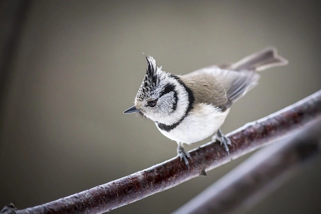 34. Crested Tit: – 34 animals that start with the letter "C"