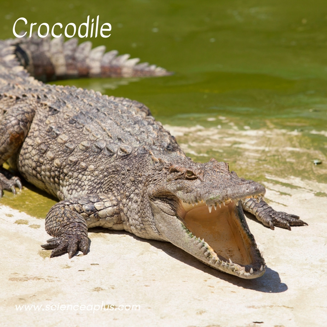 4. Crocodile: – 34 animals that start with the letter "C"