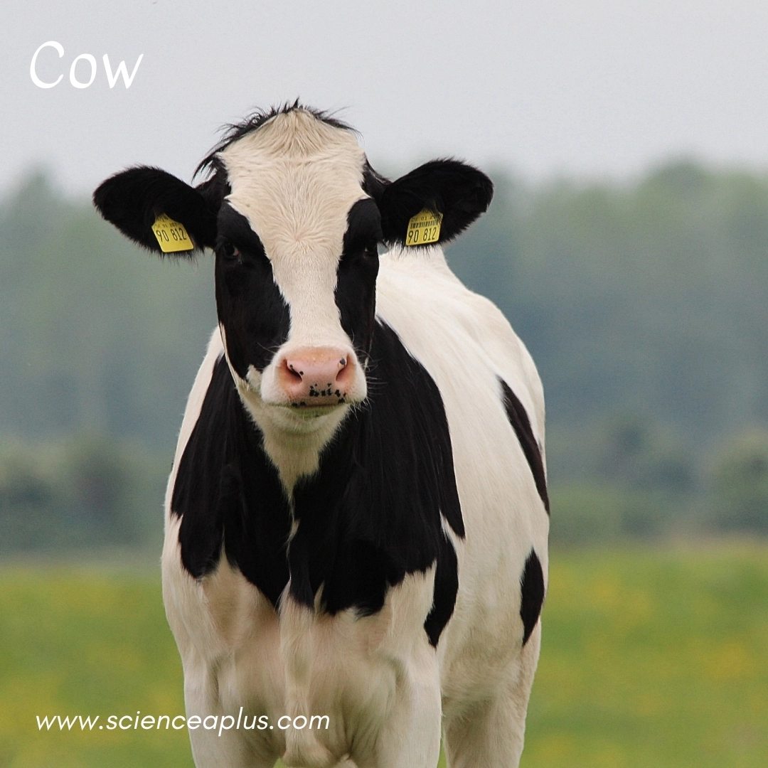 5. Cow: – 34 animals that start with the letter "C"