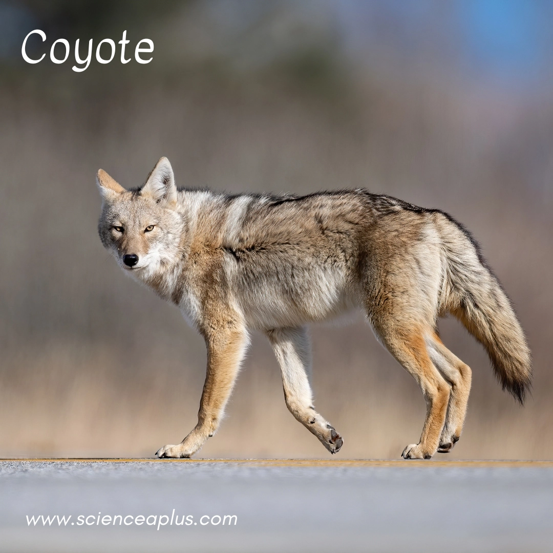 6. Coyote: – 34 animals that start with the letter "C"