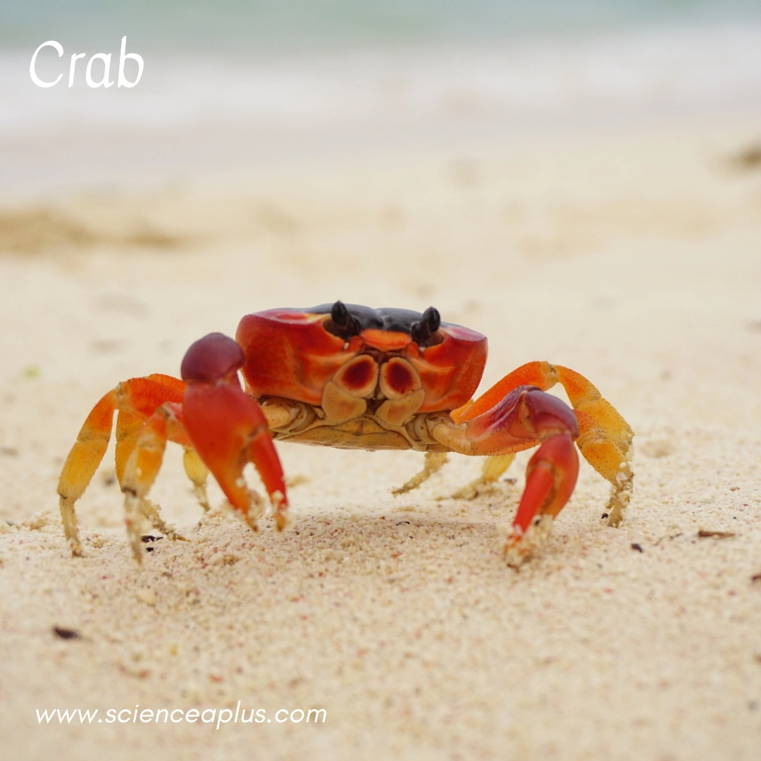 7. Crab: – 34 animals that start with the letter "C"