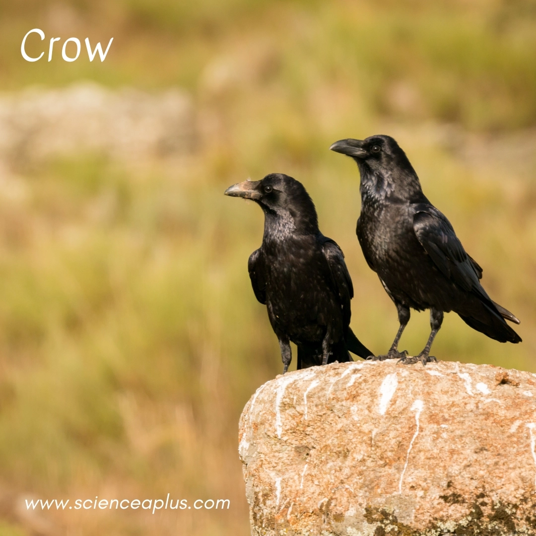8. Crow: – 34 animals that start with the letter "C"