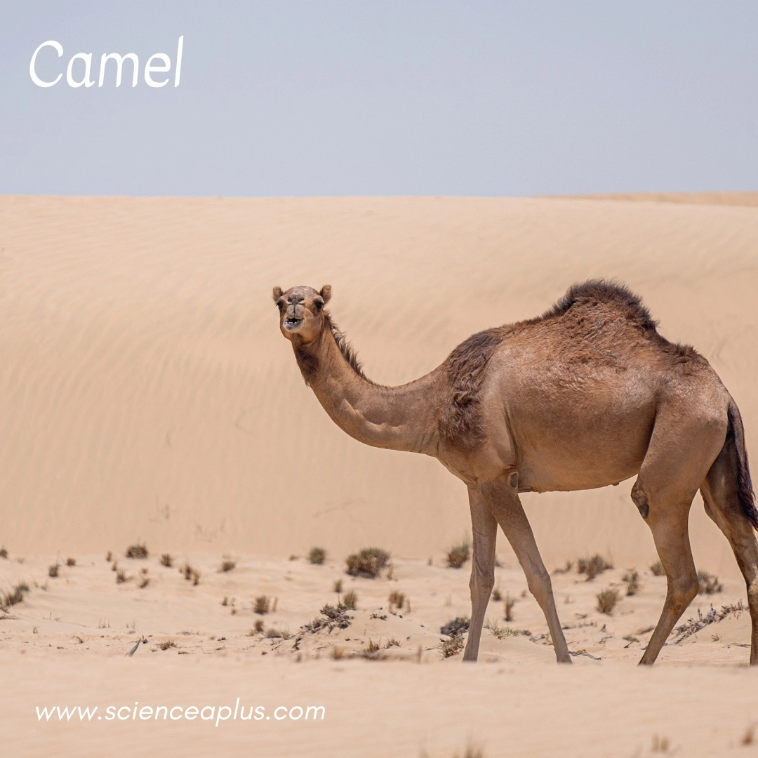 9. Camel: – 34 animals that start with the letter "C"