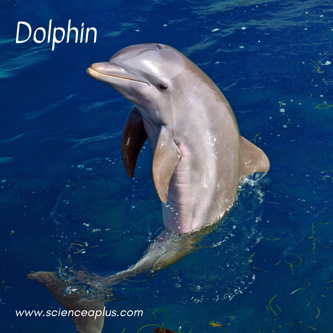 18 animals that start with the letter "D"