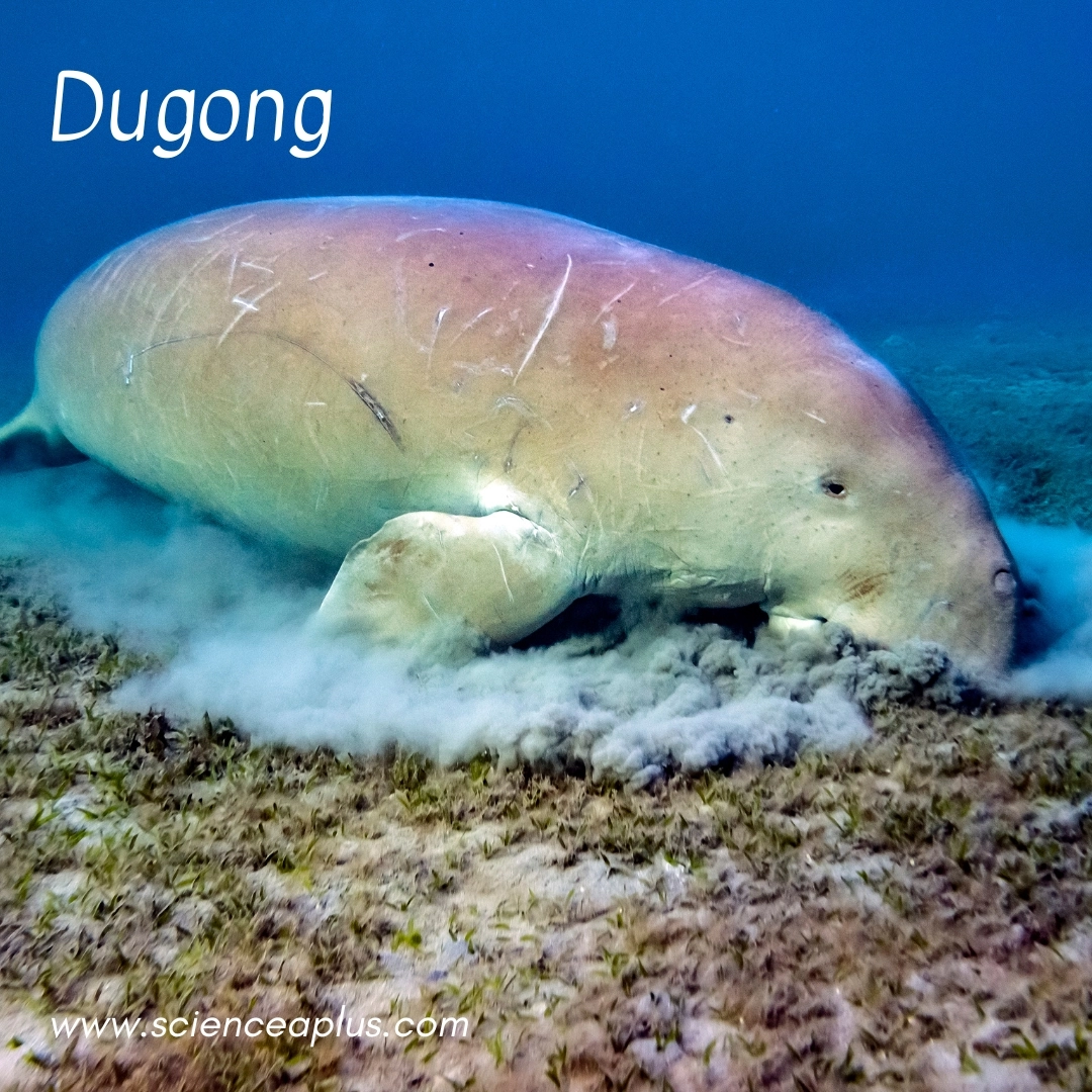 10. Dugong: – 18 animals that start with the letter "D"