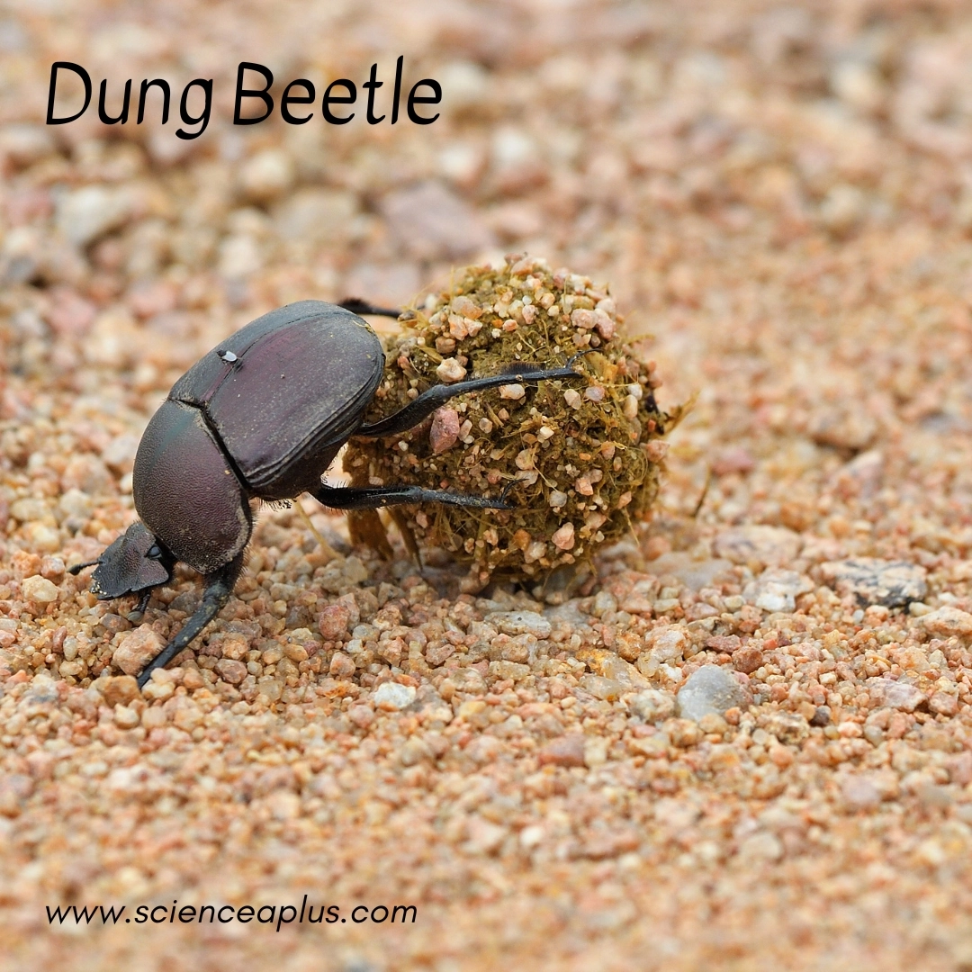 11. Dung Beetle: – 18 animals that start with the letter "D"