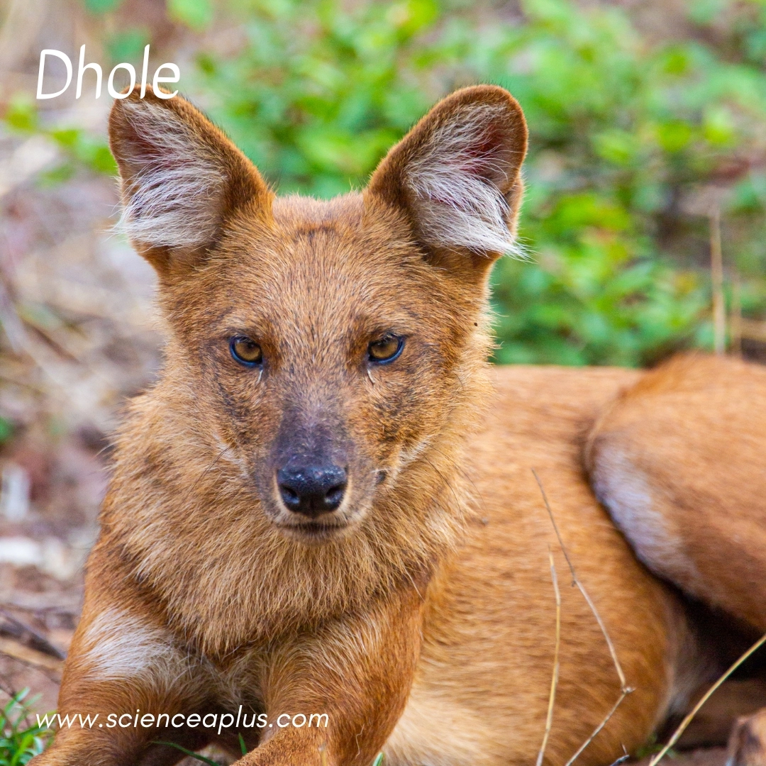 12. Dhole: – 18 animals that start with the letter "D"