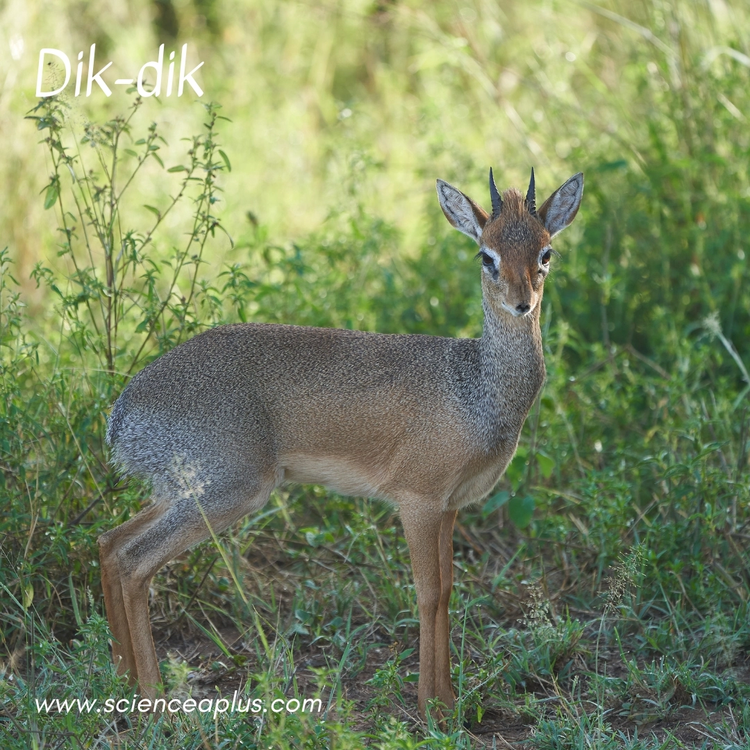 13. Dik-dik: – 18 animals that start with the letter "D"