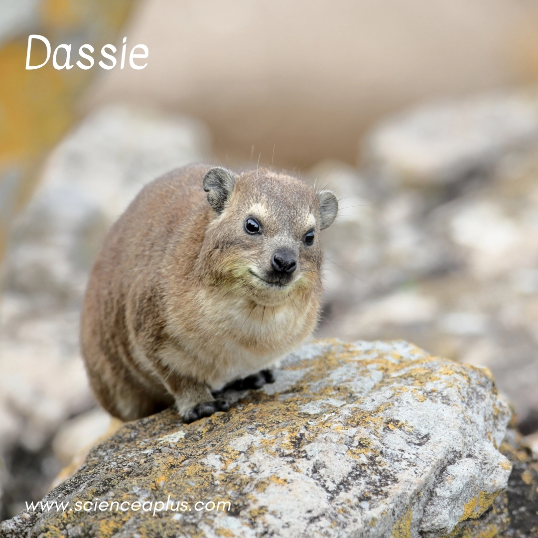 14. Dassie: – 18 animals that start with the letter "D"