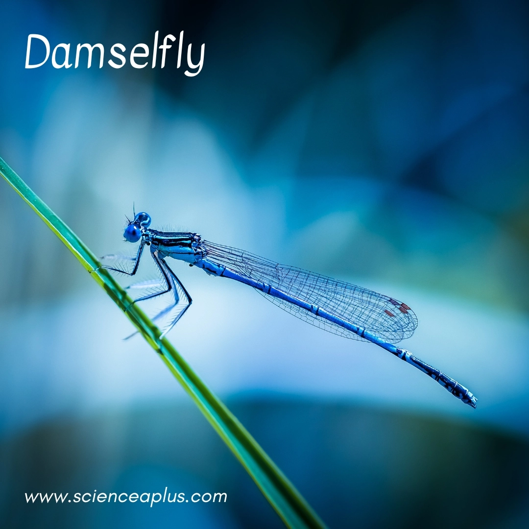 15. Damselfly: – 18 animals that start with the letter "D"
