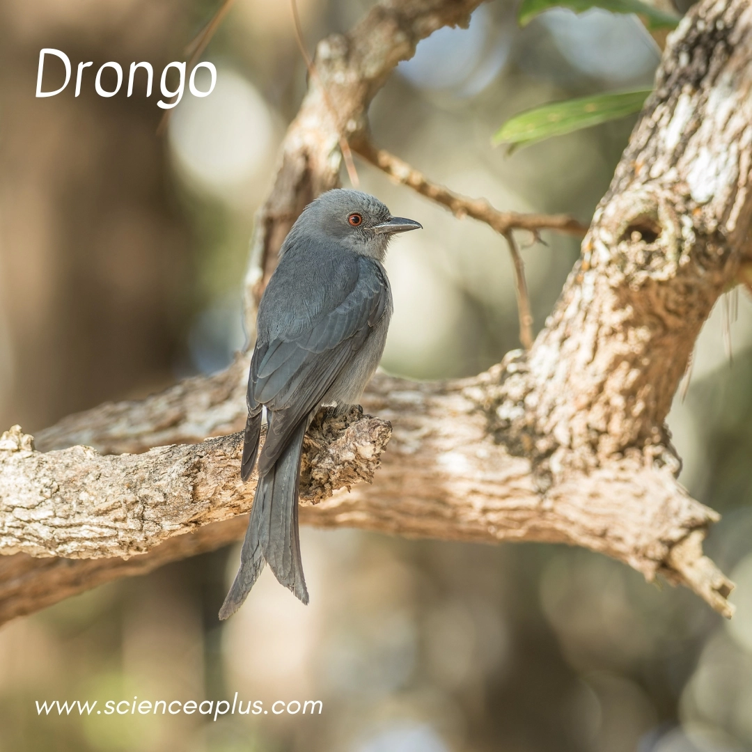16. Drongo: – 18 animals that start with the letter "D"