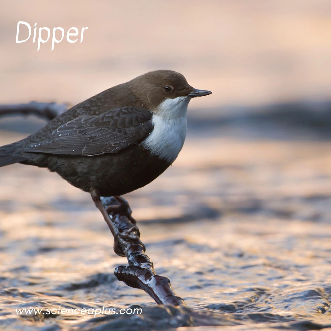 17. Dipper: – 18 animals that start with the letter "D"