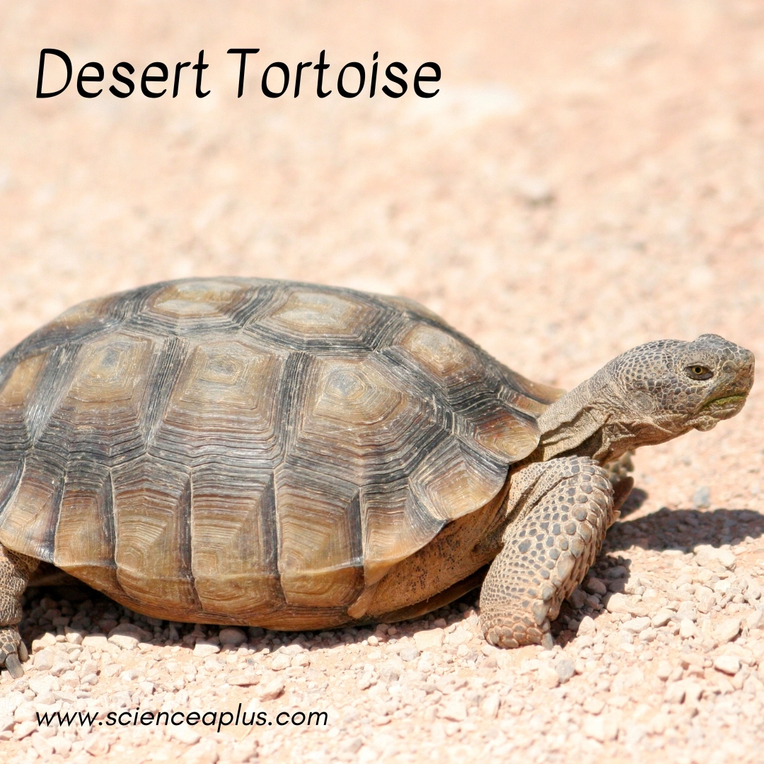 18. Desert Tortoise: – 18 animals that start with the letter "D"