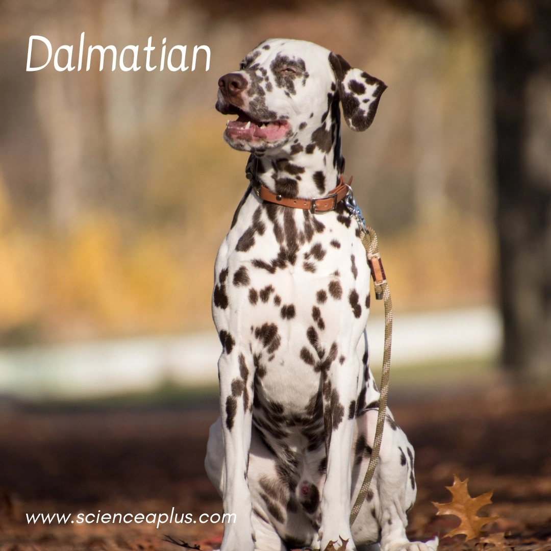 2. Dalmatian: – 18 animals that start with the letter "D"