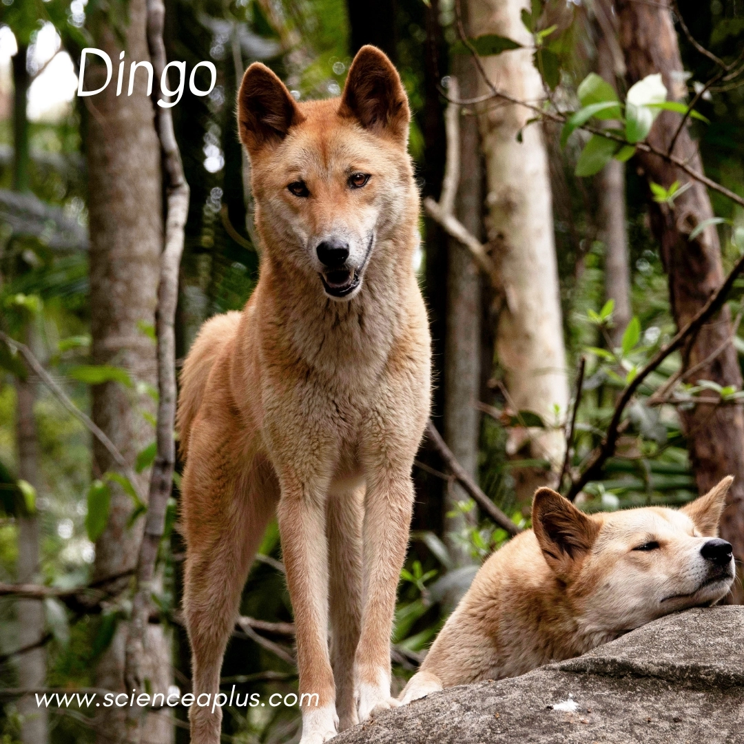 3. Dingo: – 18 animals that start with the letter "D"