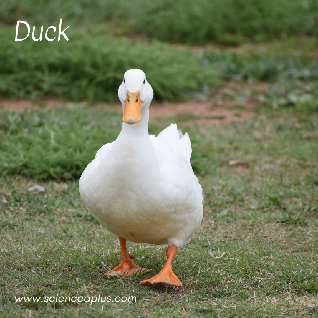4. Duck: – 18 animals that start with the letter "D"