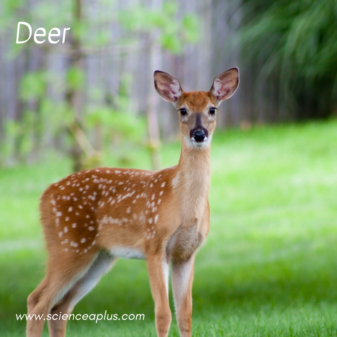 5. Deer: – 18 animals that start with the letter "D"