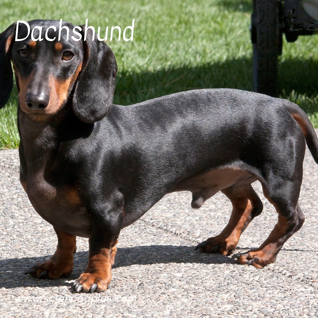 6. Dachshund: – 18 animals that start with the letter "D"